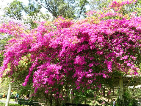 Questo arbusto sempreverde, ideale tra le piante. Photo #4570 | Bougainvillea glabra | plant lust