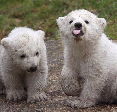 Die Besten 25 Baby Bear Cub Ideen Auf Pinterest
