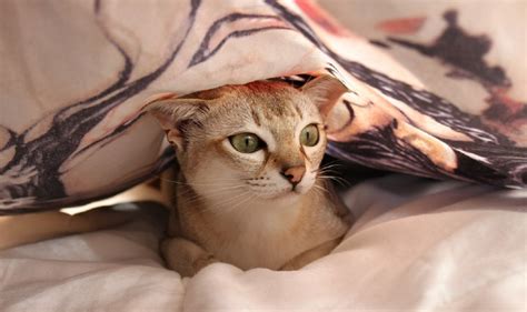 Zašto Mačke Vole Da Spavaju Sa Svojim Vlasnicima U Krevetu Minjacat