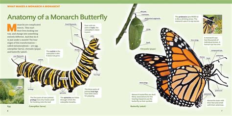 Buy How To Raise Monarch Butterflies A Step By Step Guide For Kids