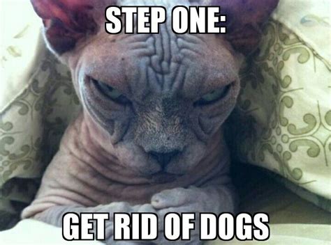 Pin By Bri Hops On Animal Memes Grumpy Cat Evil Cat Cat Memes