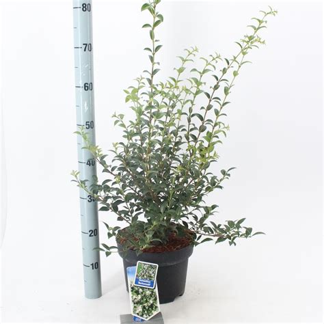 Osmanthus X Burkwoodii — Растения Оптовая Floraccess