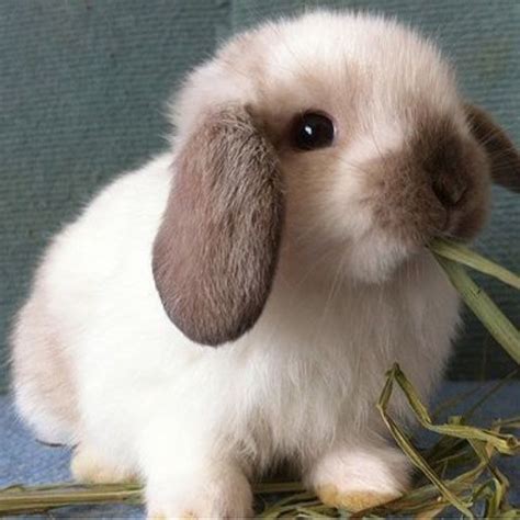 Black And White Holland Lop Rabbit