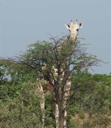 Kostenlose Foto Baum Ast Blume Tier Tierwelt Wild Busch Afrika Flora Fauna Giraffe