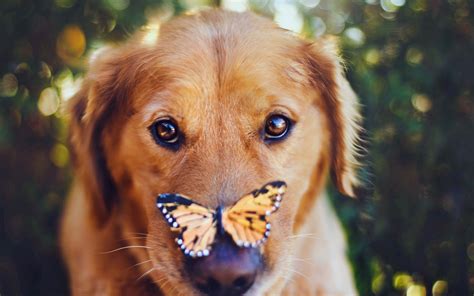 Download Wallpapers Golden Retriever Butterfly Labradors Muzzle