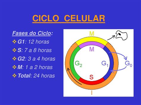 Ppt Ciclo Celular E Divisão Celular Mitose E Meiose Powerpoint