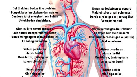 Perbezaan kedudukan wanita sebelum & selepas. Sistem Peredaran Darah - YouTube