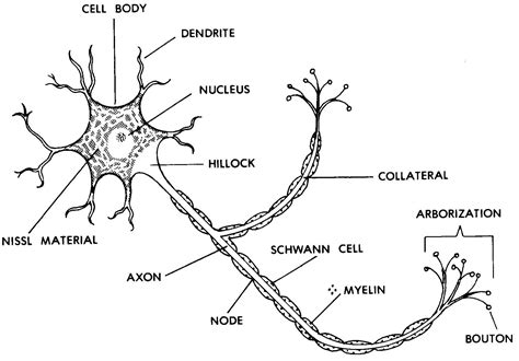 Neuron Labelled Diagram