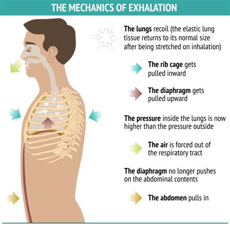 The Mechanics Of Exhalation And The Preferred Way To Exhale In Yoga