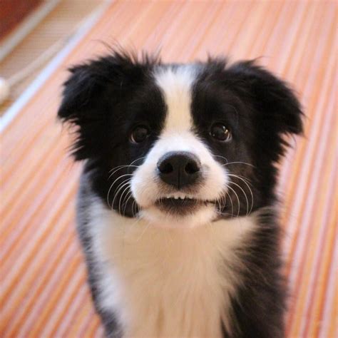 43 Cute Puppy Border Collie Picture Bleumoonproductions