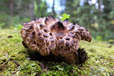Mushroom Identification Edibility A Systematic Approach