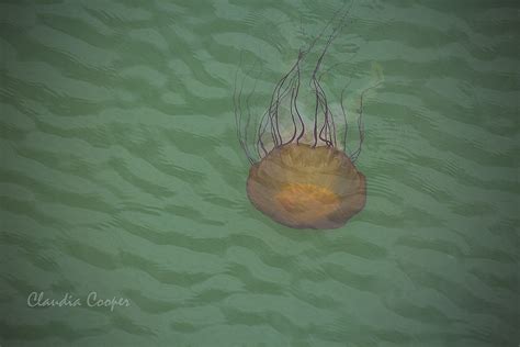 Pacific Sea Nettle Jellyfish I Was Walking Around Westport Flickr