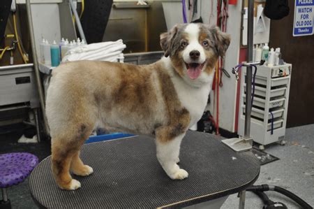 He just turned 3 months old a few. Best Grooming Styles For Australian Shepherd - Dog N Treats