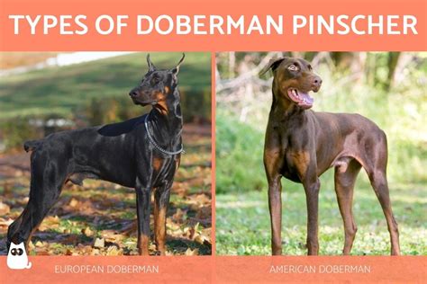 How To Choose Which Type Of Doberman To Get With Examples Doberman