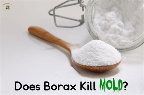 1 marked as helpful reply. Does Borax Kill Mold? | Mold Help For You