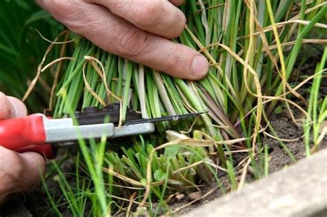 How To Cut Chives To Make Them Grow More