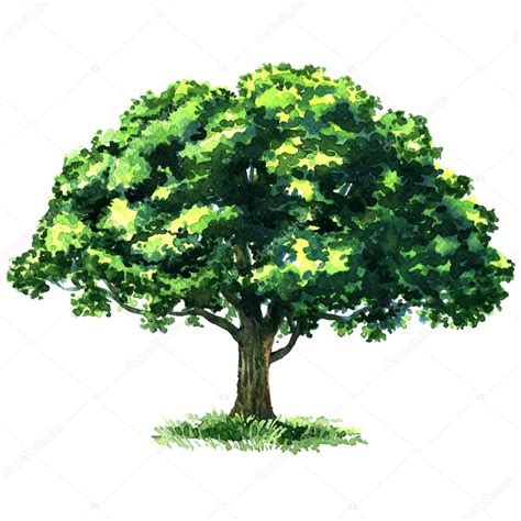Gröna Trädet Ek Isolerad På Vit Bakgrund — Stockfotografi © Deslns