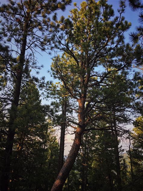 In biology, the canopy is the aboveground portion of a plant croping or crop, formed by the collection of individual plant crowns. Conifer Forest Canopy | Forest canopy, Conifer forest ...