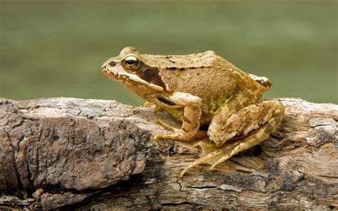 Fileeuropean Common Frog Rana Temporaria Wikipedia The Free