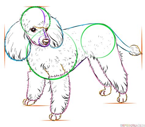 How To Draw A Teacup Poodle Kathryn1991