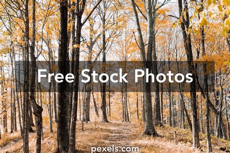 1000 Engaging Nature Trail Photos Pexels · Free Stock Photos