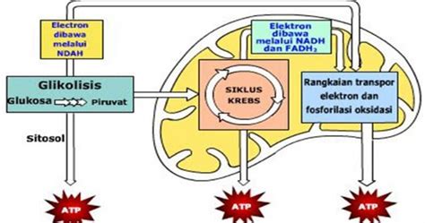 Asam lemak adalah asam monokarboksilat organik. Metabolisme Lemak