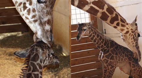 Live Cam Birth Thousands Cheer On As April The Giraffe Gives Birth Trending News The Indian