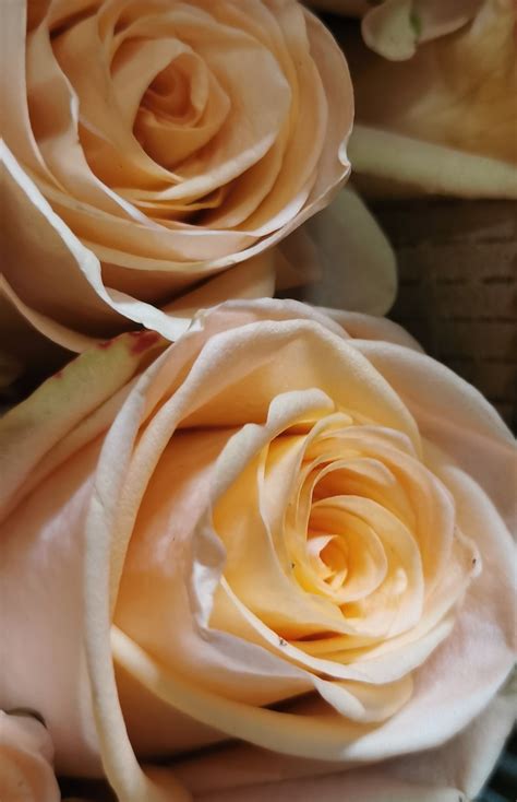 Rose Tiffany Standard Rose Roses Flowers By Category Sierra