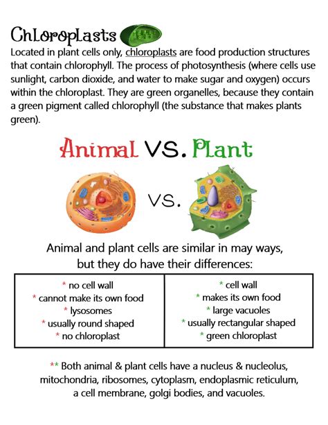 Plant And Animal Cells Comparison And Cell Part Chloroplast Anchor