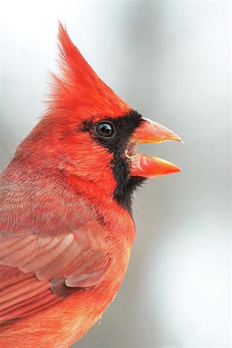Male Cardinal In Profile Photograph By Jim Hughes Fine Art America