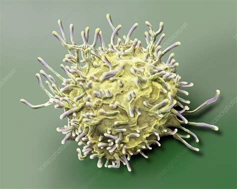 Activated T Lymphocyte Sem Stock Image F0215180 Science Photo