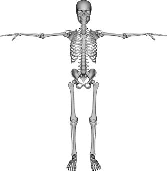 How many bones are in your body? The Human Spine: Lesson for Kids | Study.com