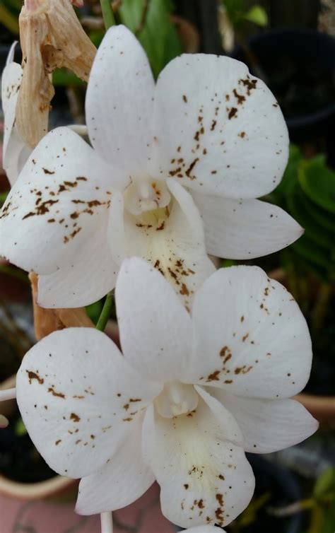 Phalaenopsis adalah orkid yang paling popular di dunia dan dengan alasan yang baik. Warisan Petani: Tanaman Orkid 1