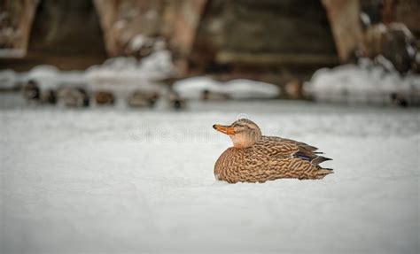 A Mallard Duck Resting On The Snow While Looking Smug Stock Photo