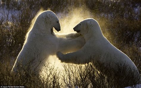 Polar Bears Polar Bear Fight