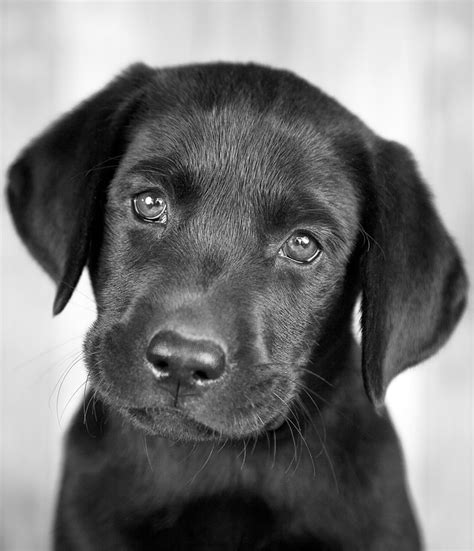 Black Dog Names Over 200 Inspiring Ideas For Naming Your Pup