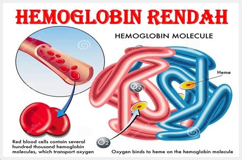 Makanan untuk meningkatkan hemoglobin tidaklah sulit untuk ditemukan. Jenis Makanan Tambah Darah Ketika Hamil