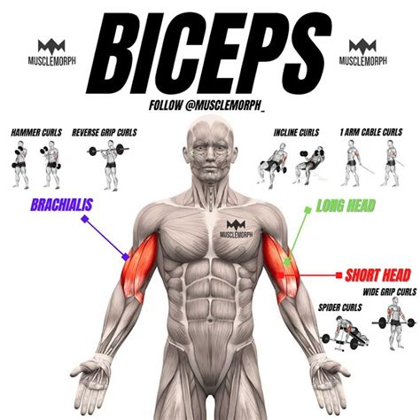 Bigger Biceps Workout Big Biceps Workout Gym Workouts For Men