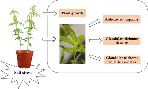 Ijms Free Full Text Effects Of Salt Stress On Plant Growth