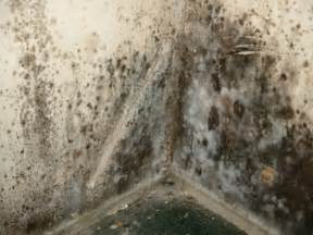 Finally, you should try to locate the source of water for the mold. Preventing Mold in Your Home | Faux Wood Workshop