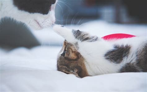 Download Wallpaper Cutest Kittens 3840x2400