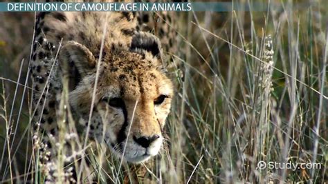 What Is Camouflage In Animals Definition And Examples Video And Lesson