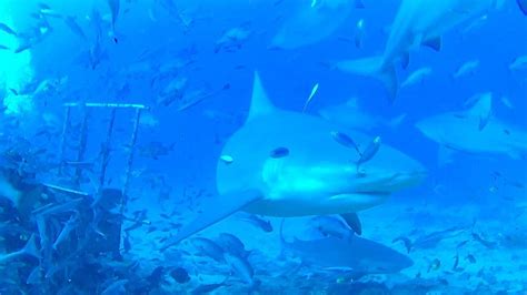 What Feeding Habits Does A Bull Shark Have Food And Feeding Facts