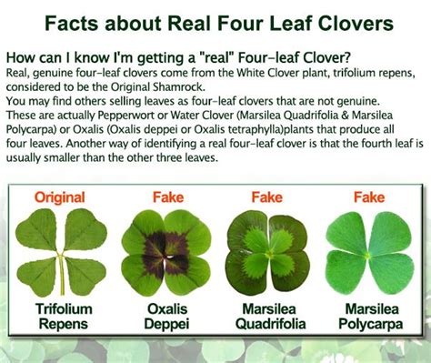 What Does A Four Leaf Clover Mean Octopussgardencafe