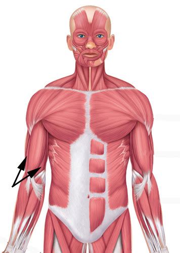 Appendicular Muscles Lab Flashcards Quizlet