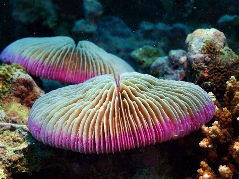 Mushroom Coral Stuffed Mushrooms Coral Sea Creatures
