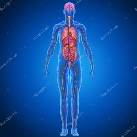 Human Body Anatomy — Stock Photo © Sciencepics 75126291