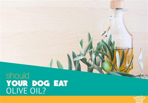 Olive Oil For Dogs Reasons To Include It In Your Dogs Diet