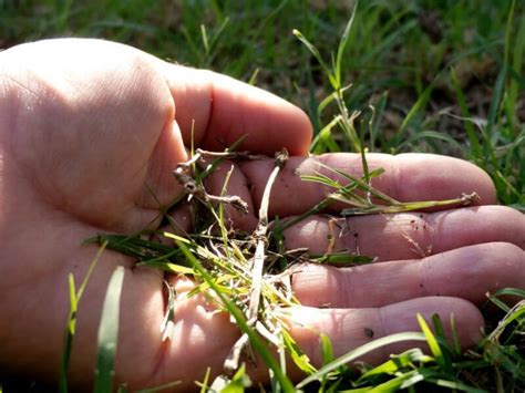 Crabgrass Vs Quackgrass Whats Growing In Your Lawn