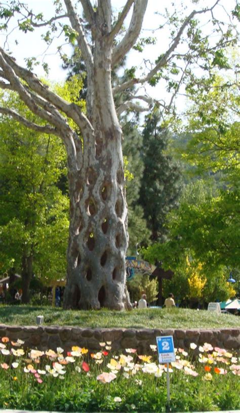 These Are The Most Unbelievably Amazing Trees In All Of America Tree